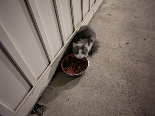 Cat eating food 