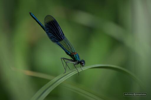 A vibrant blue/green Banded demoiselle rests delicately on a single blade of grass, its translucent wings shimmering with intricate detail