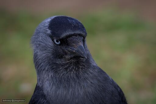 A Black and grey corvid