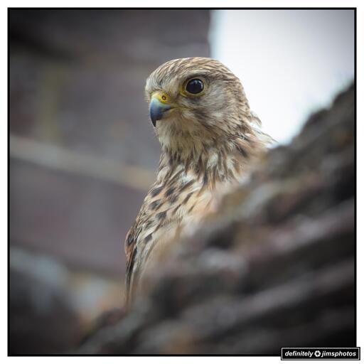 A close-up photo of a Eurasian Kestrel perched among stonework, with only its head and upper body visible. The bird has striking yellow eyes, a hooked beak, and finely patterned brown and cream feathers. The background is softly blurred, giving prominence to the kestrel’s alert expression.