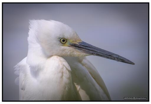 A Little Egret looking unimpressed