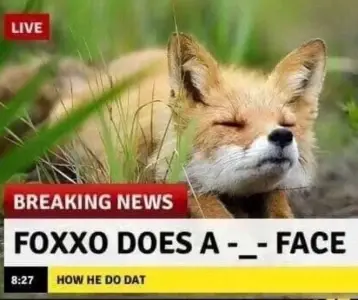 Picture of a fox edited to look like a news broadcast. It says: "Breaking news - Foxxo does a -_- face - how he do dat"