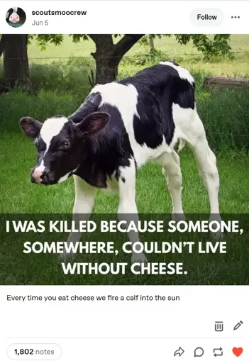 A tumblr post by @scoutsmoocrew on June 5th. It has an image of a small, cute black and white calf with its head bowed down (not in a sad way). It is in a field with very green grass. There is a wire fence and two trees behind the calf.  The picture has the caption "I was killed because someone, somewhere, couldn't live without cheese." The text is white, and in all caps. It is on a black tint to give contrast.  The tumblr post says: "Every time you eat cheese we fire a calf into the sun.".