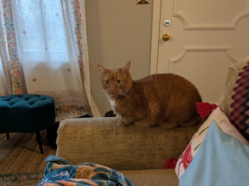 Orange Cat on couch arm 