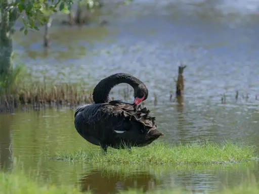 A black swan, standing on a tussock of grass as it preens, surrounded by mangroves and water of a wetlands environment.