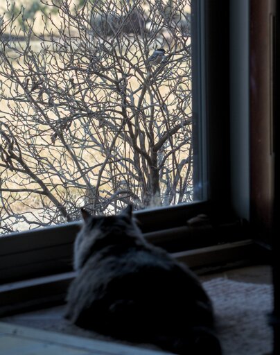 A glorious fluff of a cat watches a chickadee, that's tantalizing close,  through a screen door