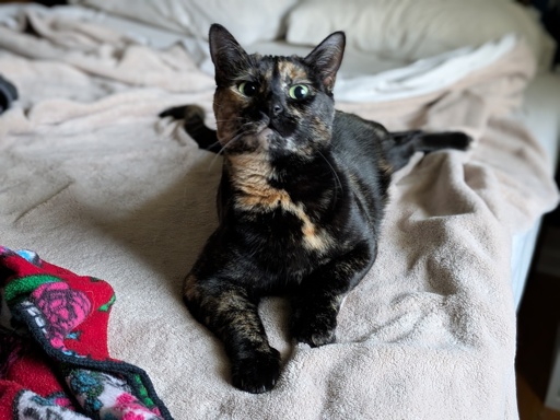 Majestic kitty 