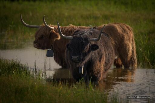 Two horned highland cows