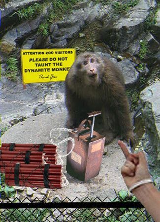 A highly agitated monkey stands in front of a pile dynamite with a plunger. In the foreground is a hand giving the monkey the finger. Behind the monkey is a sign that says "please do not taunt the dynamite monkey".
