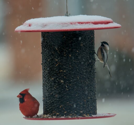 A cardinal and chickadee on a bird feeder with snow falling
