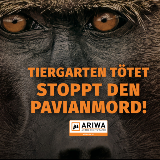 Stoppt den Pavianmord