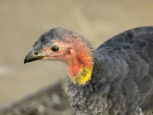 A head shot of a young scrub turkey, showing the mostly feather free red head and yellow neck, The feathers that are on the birds head look more like coarse hair.  