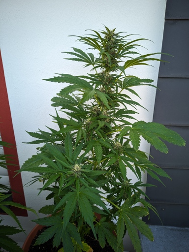 eine blühende Cannabispflanze
