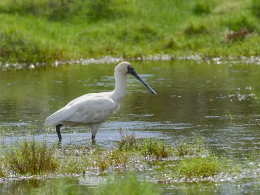 A spoonbill, wading in water in a wetlands environment