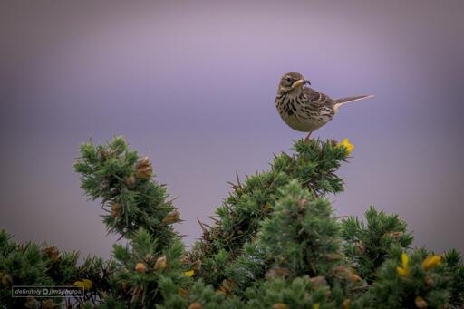 a small bird on a green and yellow flowered plant