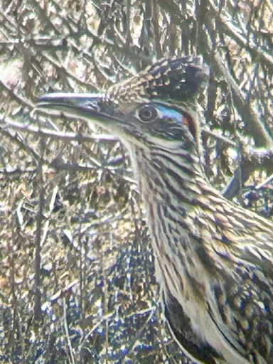 A closeup of a roadrunner's head and breast. The bird has brown streaks with red and blue banding behind the eye. It has a shaggy crest. 