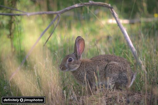 A wild rabbit sits in a grassy clearing, surrounded by tall, dry grass and scattered branches, with soft sunlight filtering through the greenery.