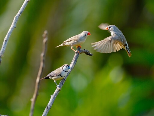 A zebra finch and a double barred finch rest on a leafless tree branch, against a green out of focus background.  Another zebra finch is caught in the photo midflight, wings extended, about to land on the same branch