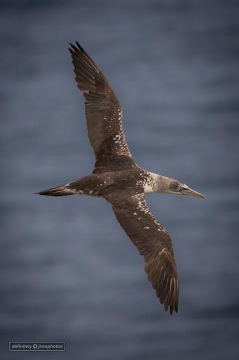 a large seabird in flight