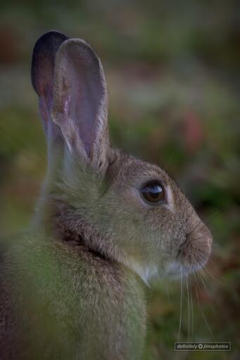 a photo of a rabbit taken through some long grass
