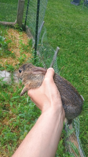 Person holding bun on garden
