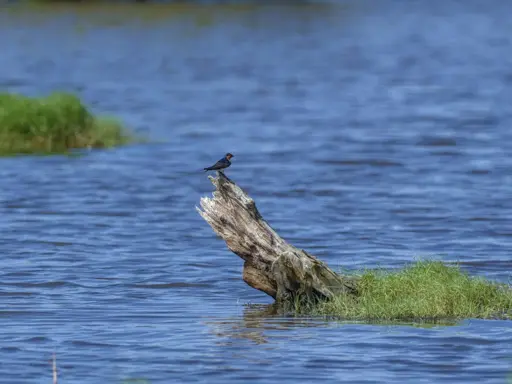 A small swallow, resting on a wooden stump, in the middle of open water in a wetlands environment.